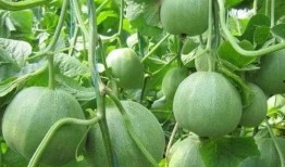 甜瓜生物爆料视频大全,揭秘视频大全中的惊人真相